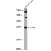 Western blot analysis of extracts of mouse brain using RFXAP Antibody (1/3000 dilution).