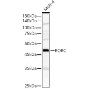 abx126492