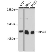 Western blot analysis of extracts of various cell lines using RPL38 Antibody (1/3000 dilution).
