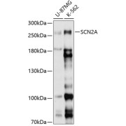 Western blot analysis of extracts of various cell lines using SCN2A Antibody (1/1000 dilution).