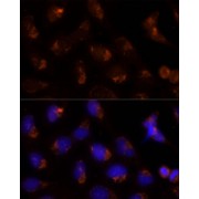Immunofluorescence analysis of U-2 OS cells using SEC14L2 Antibody (1/100 dilution, 40x lens). Blue: DAPI for nuclear staining.
