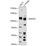 Western blot analysis of extracts of various cell lines using SEMA3F Antibody (1/3000 dilution).