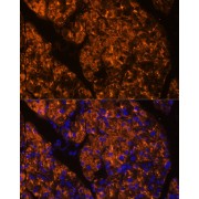 abx126534
