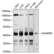 Western blot analysis of extracts of various cell lines using SHARPIN Antibody (1/3000 dilution).