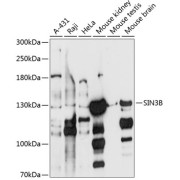 Western blot analysis of extracts of various cell lines using SIN3B Antibody (1/1000 dilution).