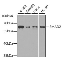 Mothers Against Decapentaplegic Homolog 2 (Smad2) Antibody