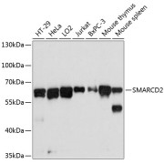 Western blot analysis of extracts of various cell lines using SMARCD2 Antibody (1/3000 dilution).