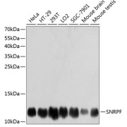 Western blot analysis of extracts of various cell lines using SNRPF Antibody (1/3000 dilution).