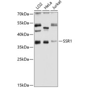 Western blot analysis of extracts of various cell lines using SSR1 Antibody (1/1000 dilution).