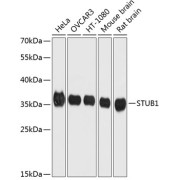 abx126673