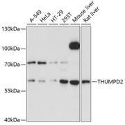 Western blot analysis of extracts of various cell lines using THUMPD2 Antibody (1/3000 dilution).