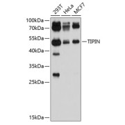 Western blot analysis of extracts of various cell lines using TIPIN Antibody (1/1000 dilution).