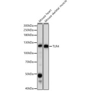 Western blot analysis of various lysates using TLR4 Antibody at N2348-4 dilution.