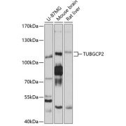 Western blot analysis of extracts of various cell lines using TUBGCP2 Antibody (1/1000 dilution).