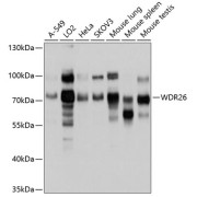 Western blot analysis of extracts of various cell lines using WDR26 Antibody (1/1000 dilution).