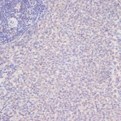 Yes-Associated Protein 1 (YAP1) Antibody