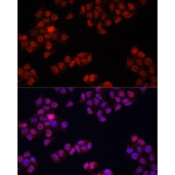 Yes-Associated Protein 1 (YAP1) Antibody