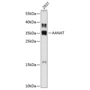 abx126816