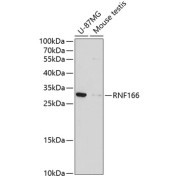 Western blot analysis of extracts of various cell lines using RNF166 Antibody (1/1000 dilution).