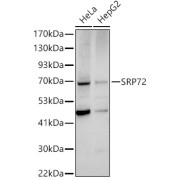 Western blot analysis of extracts of various cell lines using SRP72 Antibody (1/1000 dilution).