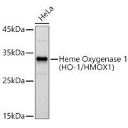 Western blot analysis of extracts of HeLa cells using Heme Oxygenase 1 Antibody (1/1000 dilution).