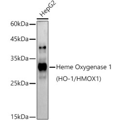 Heme Oxygenase 1 (HMOX1) Antibody