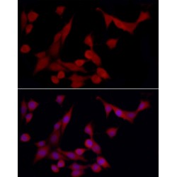 Heme Oxygenase 1 (HMOX1) Antibody