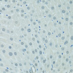CCAAT/Enhancer Binding Protein Alpha (CEBPA) Antibody