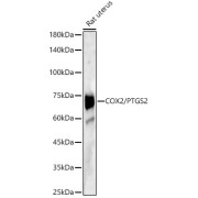 Western blot analysis of various lysates using COX2/PTGS2 Antibody (1/500 dilution).