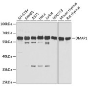Western blot analysis of extracts of various cell lines using DMAP1 Antibody (1/1000 dilution).