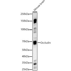 Occludin (OCLN) Antibody