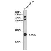 Western blot analysis of extracts of mouse kidney using MOCS2 Antibody (1/1000 dilution).