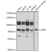 Western blot analysis of extracts of various cell lines using UBTF Antibody (1/1000 dilution).