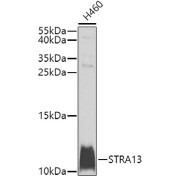 abx135836