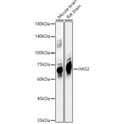 Western blot analysis of various lysates using HAS2 Antibody (1/500 dilution).