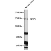Western blot analysis of extracts of Mouse brain using NRIP1 Antibody (1/1000 dilution).