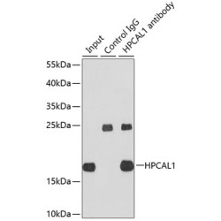 Hippocalcin-Like Protein 1 (HPCAL1) Antibody