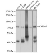 Western blot analysis of extracts of various cell lines using CYP3A7 Antibody (1/1000 dilution).