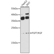 Western blot analysis of extracts of various cell lines using FGF7/KGF Antibody (1/1000 dilution).