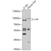 abx135950