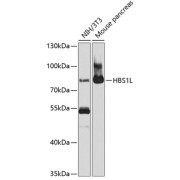 Western blot analysis of extracts of various cell lines using HBS1L Antibody (1/1000 dilution).