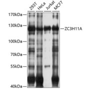 Western blot analysis of extracts of various cell lines using ZC3H11A Antibody (1/1000 dilution).