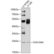 Western blot analysis of extracts of various cell lines using CEACAM4 Antibody (1/1000 dilution).