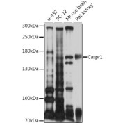 Western blot analysis of extracts of various cell lines using Caspr1 Antibody (1/1000 dilution).