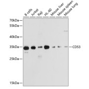 abx135997