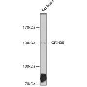 Western blot analysis of extracts of rat brain using GRIN3B Antibody (1/1000 dilution).