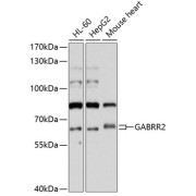 Western blot analysis of extracts of various cell lines using GABRR2 Antibody (1/1000 dilution).