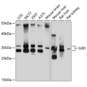 Western blot analysis of extracts of various cell lines using GJB1 Antibody (1/1000 dilution).