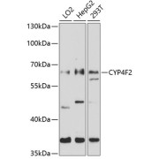 Western blot analysis of extracts of various cell lines using CYP4F2 Antibody (1/1000 dilution).