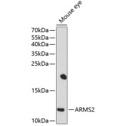 Western blot analysis of extracts of mouse eye using ARMS2 Antibody (1/1000 dilution).